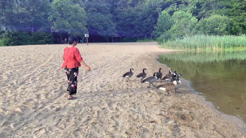 Picnic near Coginchaug River