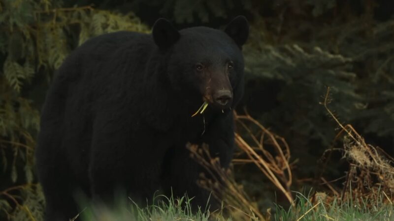 Black bear eating grass