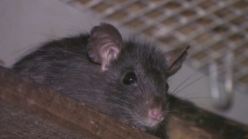 Black rats in a barn