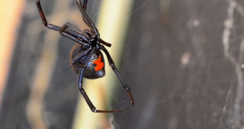 Close-up of a black widow spider with a red hourglass shape on its abdomen