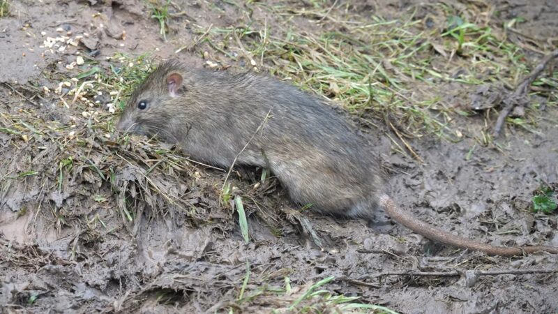 Brown rat moving through the grass