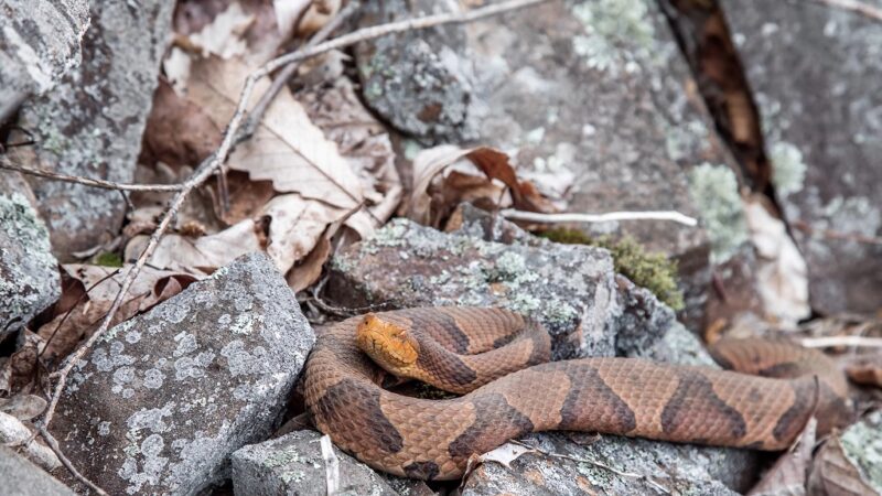 Eastern Copperhead snake on a rock