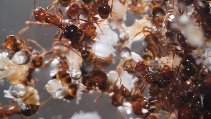 Fire ant colony on the ground