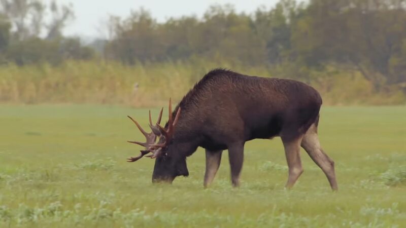 Moose grazing on grass in a clearing