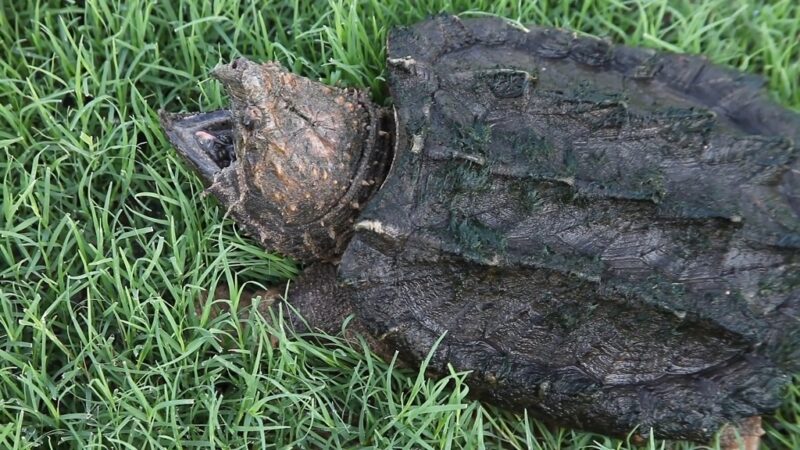 Snapping turtle resting on green grass