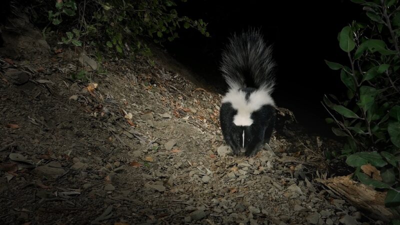 Striped skunk preparing for self-defense at night