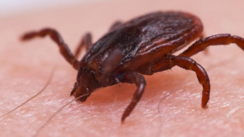 Close-up of a tick on human skin