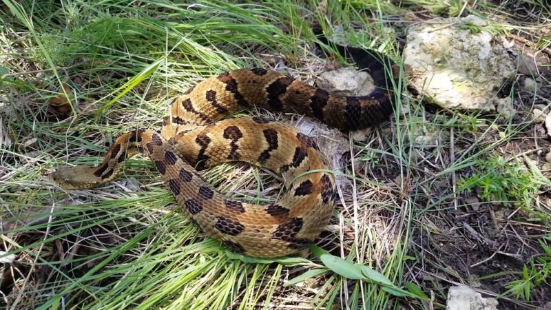 Timber rattlesnake crawling on the grass