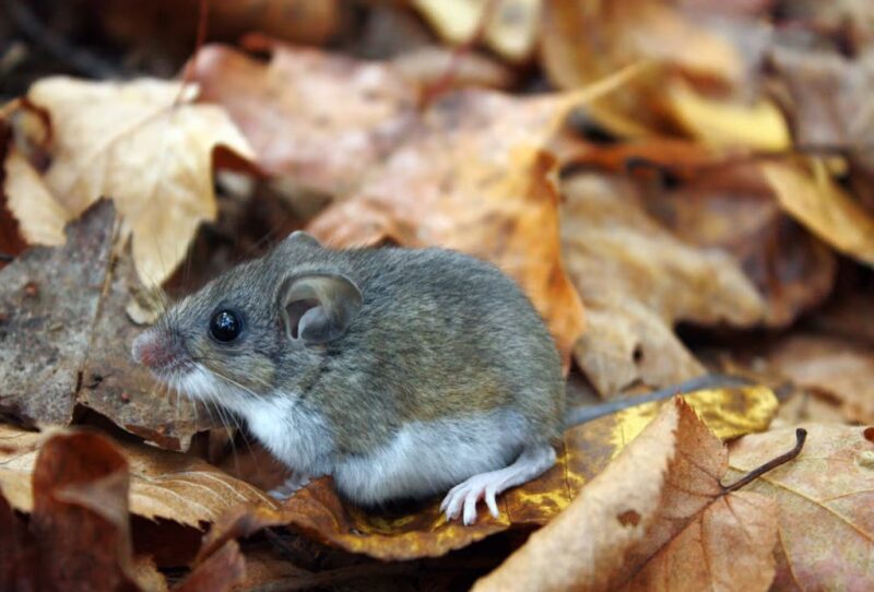 White-footed deer mouse standing on a leaf