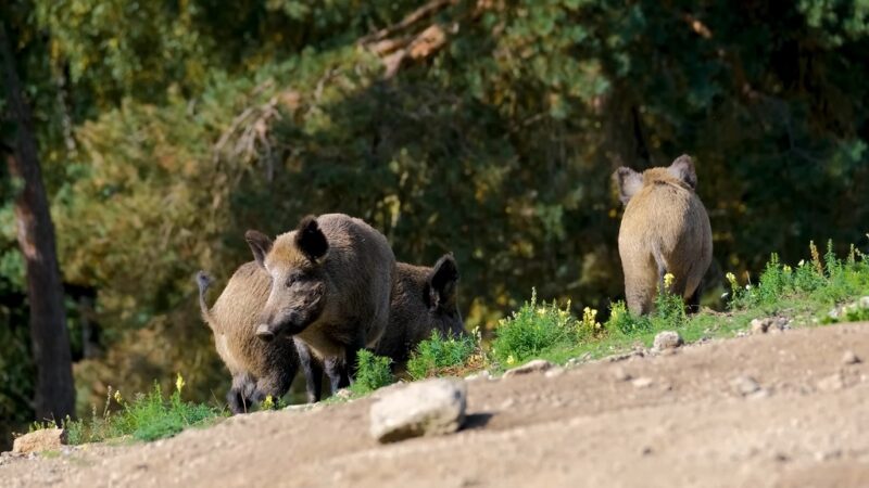 Three wild boars at the edge of a forest